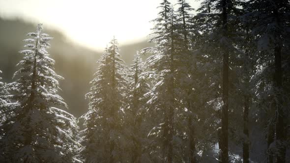 Beautiful Winter Landscape in the Mountains