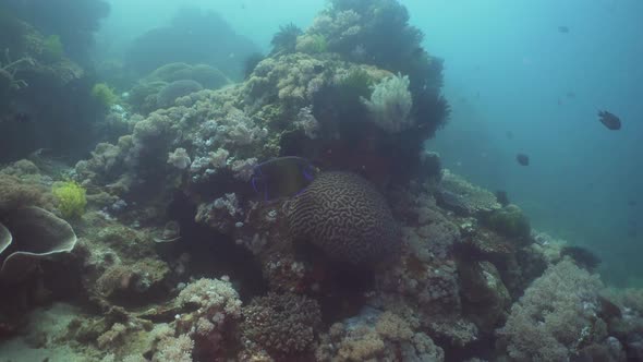 Coral Reef Tropical Fish