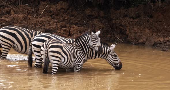 Grant's Zebra, equus burchelli boehmi, Group at Waterhole, Nairobi Park in Kenya, Real Time 4K