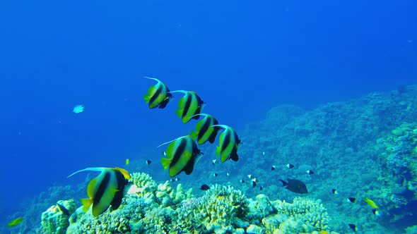 Butterfly Fish (Heniochus Intermedius) Close Up in the Red Sea Slow Mo