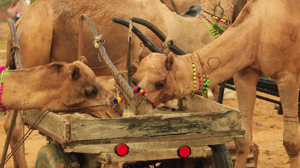 Camels at the Pushkar Fair, Also Called the Pushkar Camel Fair or Locally As Kartik Mela