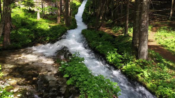 Stream in the forest