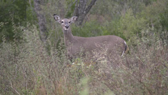 whitetail dear in Texas, USA