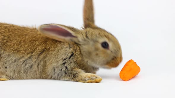 Little Fluffy Cute Brown Rabbit Sits and Eats Orange Fresh Carrots Closeup on a Gray Background