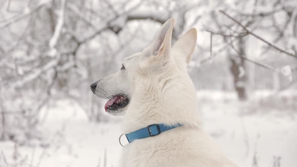 Close-Up Of White Swiss Shepherd Dog