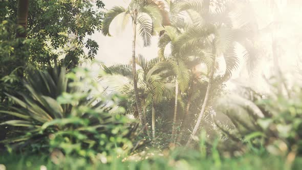 Tropical Garden with Palm Trees in Sun Rays