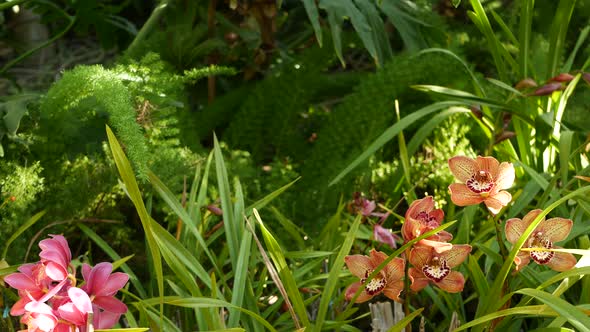 Orchid Flower Blossom in Green Leaves