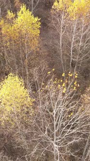 Vertical Video of Trees in the Forest Slow Motion