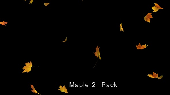 Falling Maple 