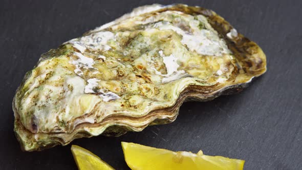 Romarinka Oyster with a Slice of Lemon Rotates on a Black Background Seafood Fresh Clam in a Shell