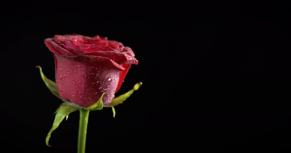 Sensitive red rose. 