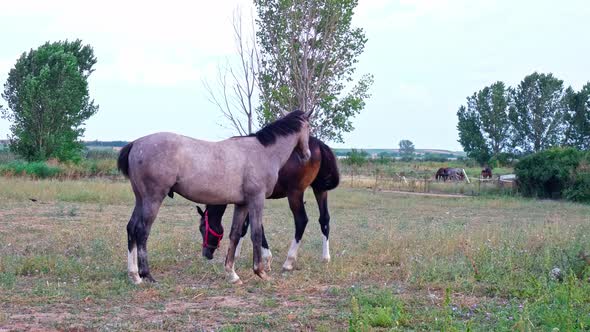 Grazing Horse 4K