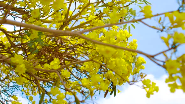 The Yellow Kibrahacha Tree Flowers Displays Its Beauty Under The Bright Blue Sky During Summer In Th