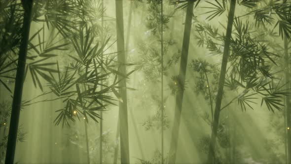 Asian Bamboo Forest with Morning Fog Weather