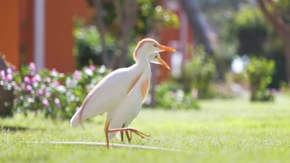 White Cattle Egret Wild Bird Also Known As Bubulcus Ibis Walking on Green Lawn in Summer