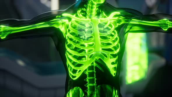 Human Skeleton Bones Scan Exam in Lab alt