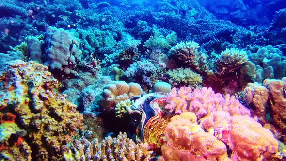 Colorful and magnificent hard and soft corals.