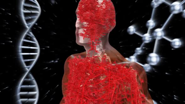 Abstract medical animation of the cardiovascular system