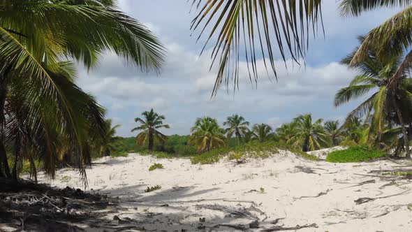 Walk on a Golden Beach with Tall Palm Trees Dominican Republic