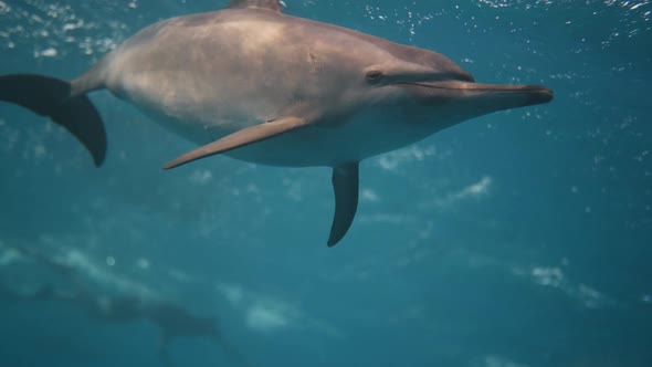 Close Up Dolphin Skin Playing in Blue Water Red Sea