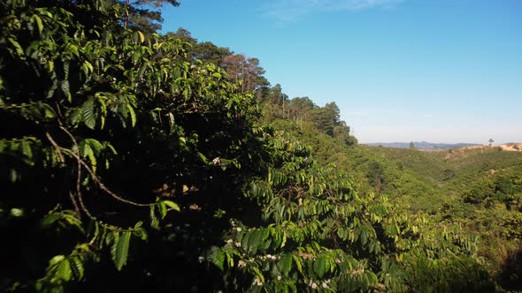 Coffee Plantation Farm On Mountains - aerial drone shot