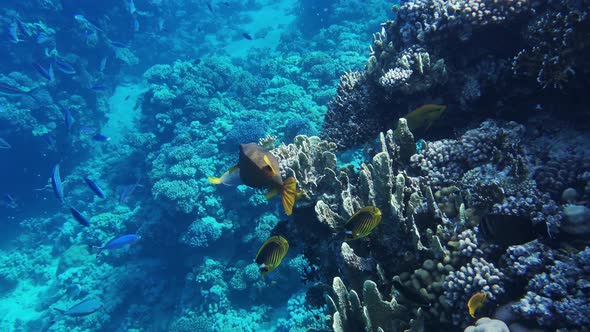 Coral Reef in the Red Sea Underwater Colorful Tropical