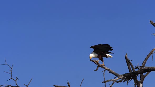 African Fish-Eagle, haliaeetus vocifer, Adult at the top of the Tree, Flapping Wings