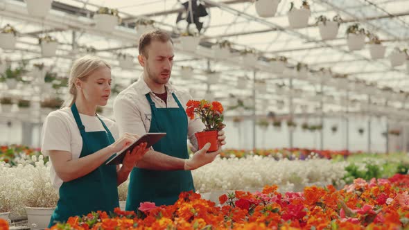 Couple of Garden Workers Examine the Flower in Pot