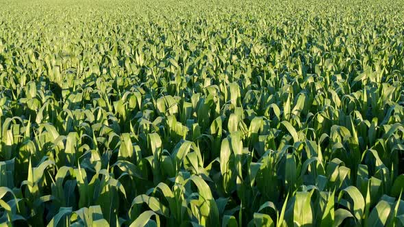 Corn Field, Aerial Over the Rows of Corn Stalks, Excellent Growth, Ripening of the Corn Field.