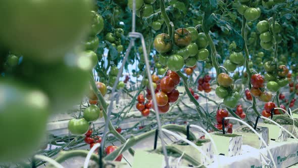 Racemations of Tomatoes Being Cultivated in the Greenery