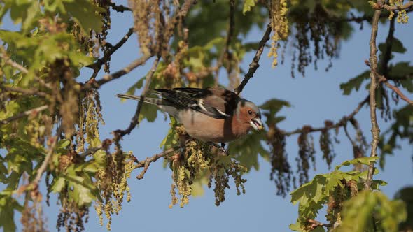 common chaffinch eating and feeding on seeds and leaves in a tree