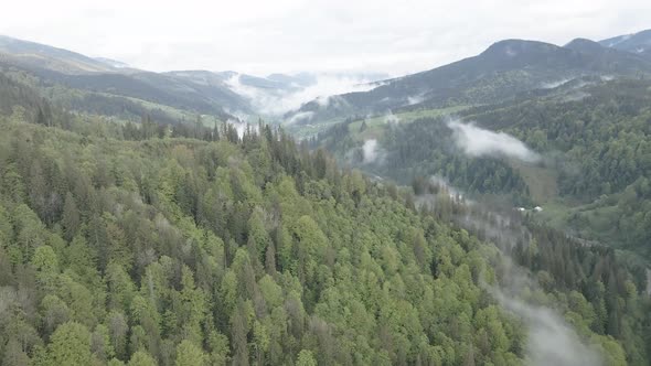 Ukraine, Carpathian Mountains: Beautiful Mountain Forest Landscape. Aerial, Flat, Gray