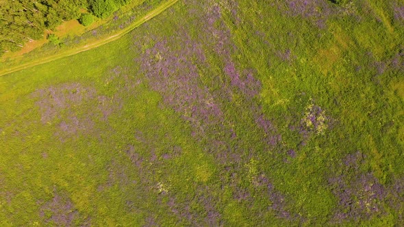 Green Grass and Purple Flowers in a Wide Field As Seen From Above