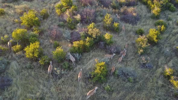 Eland and oryx walking in grasslands at golden hour, Aerial top view tracking