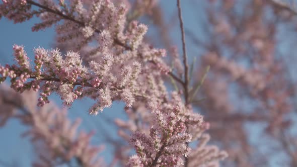 Pink Bud Flowers Blooming in Spring