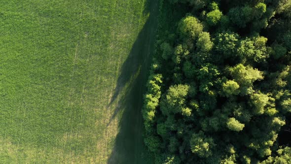 Summer Forest and Field. Wild Nature. Aerial View