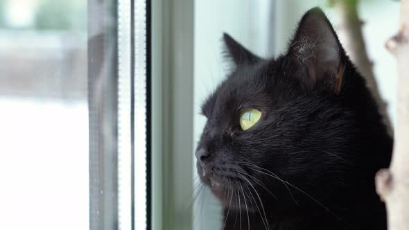 Black cat with big green-yellow eyes looks out the window in winter