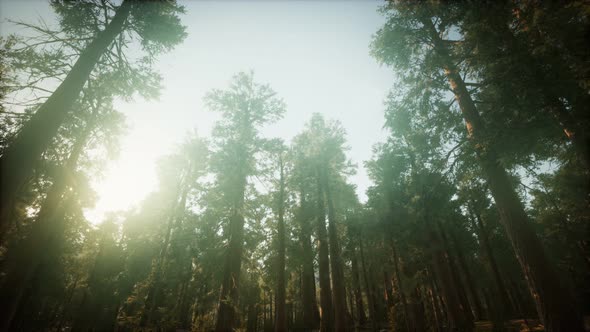 Redwood Forest Foggy Sunset Scenery