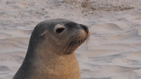 close up of a young sea-lion  on a beach