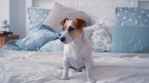Cute Adorable Domestic Dog Jack Russell Sitting on a Clean Bed in a Beautiful Modern Bedroom at Home