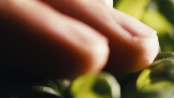 Gently Touching the Small Basil Leaves