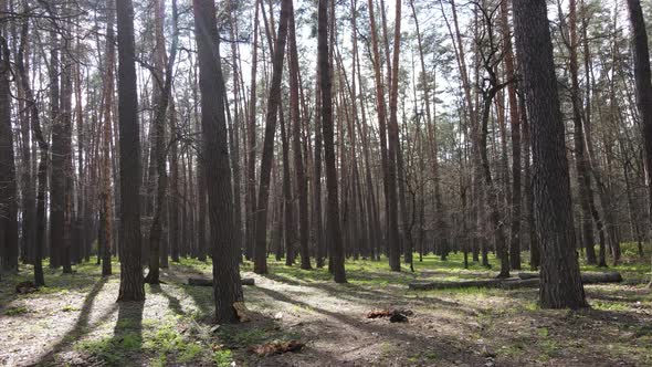 Beautiful Forest Landscape Aerial View Slow Motion