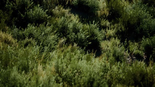 Beach Dunes with Long Grass