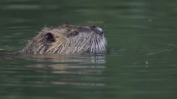 Close up of an adult coypu eating pieces of plants while swimming on a lake underwater. Slow motion.