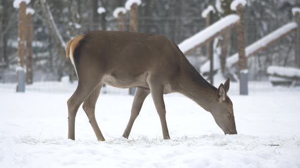 Female deer seen on a winter day