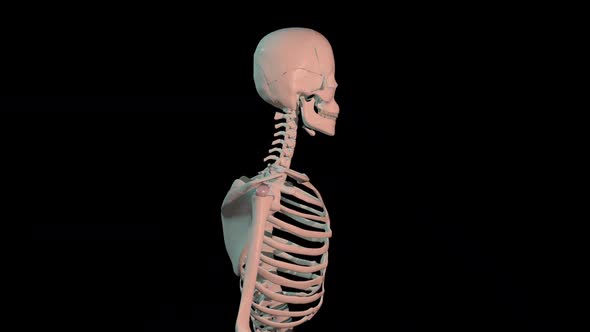 Supraspinatus  Muscles Full Roration Loop