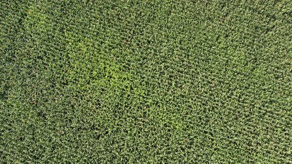 Corn Field Plantation Top View