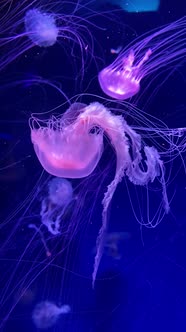 Beautiful Pink Jellyfish Swimming on Blue Background