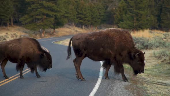 Buffalo (Bison) cross the road creating a traffic jam to visitors in Yellowstone National Park