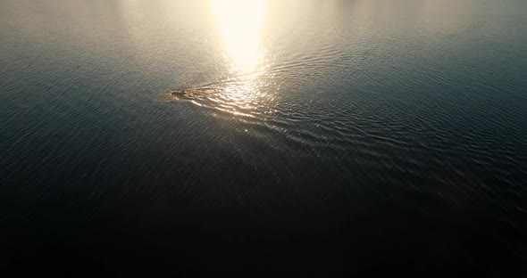 Aerial Triathlete In Wetsuit Swim Exercise In Sea. Aerial Swimmer Practicing Drone View.